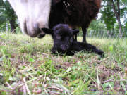 sheep.jpg