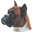boxer.jpg